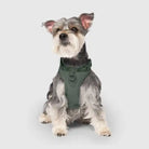 front view of schnauzer wearing green everything neoprene harness