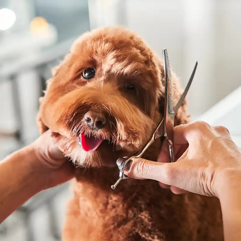 A fluffy brown dog getting its face trimmed with grooming scissors