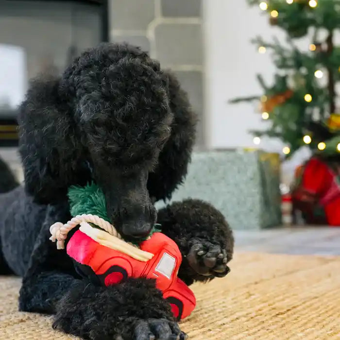 dog chewing on holiday hauler toy