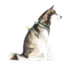 side view of husky wearing forest green everything neoprene harness