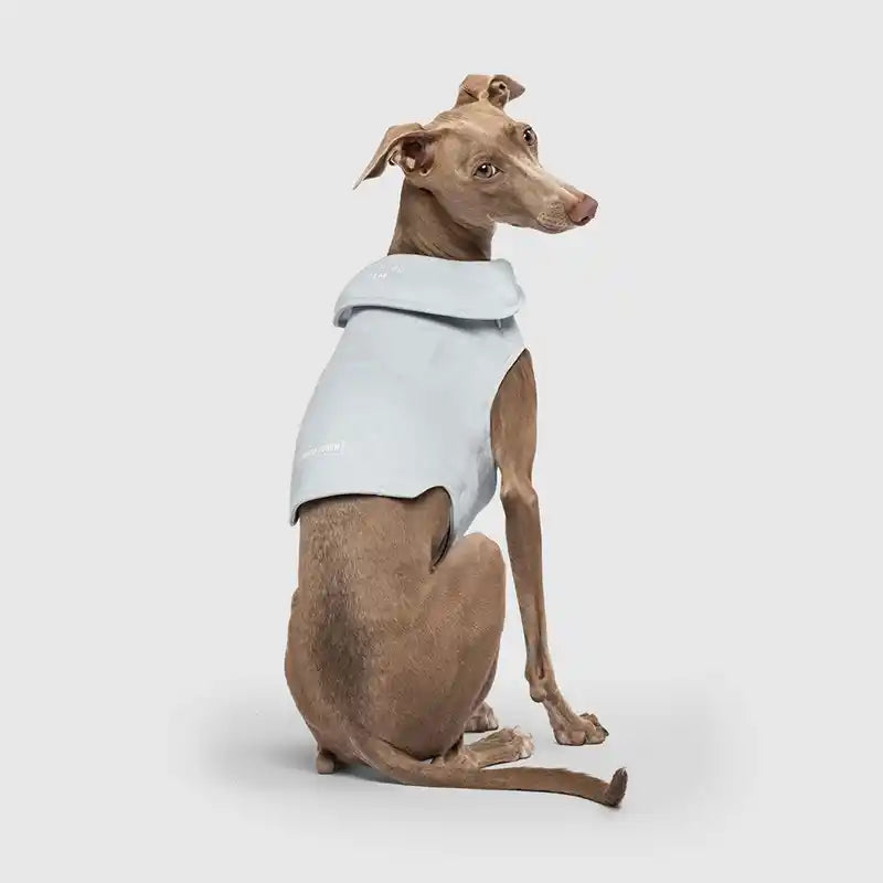 iggy wearing weighted calm vest
