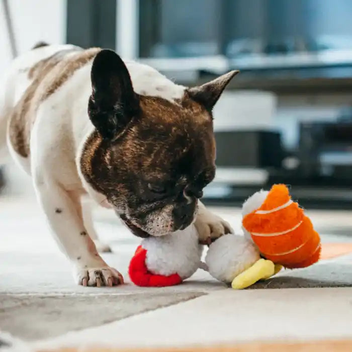 frenchie playing with sushi dog toy