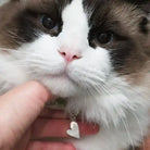 kitten wearing heart id tag