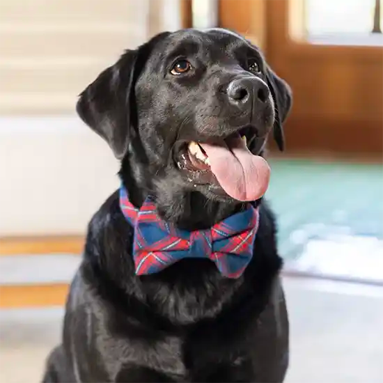 foggy dog kingston bow-tie styled with black lab