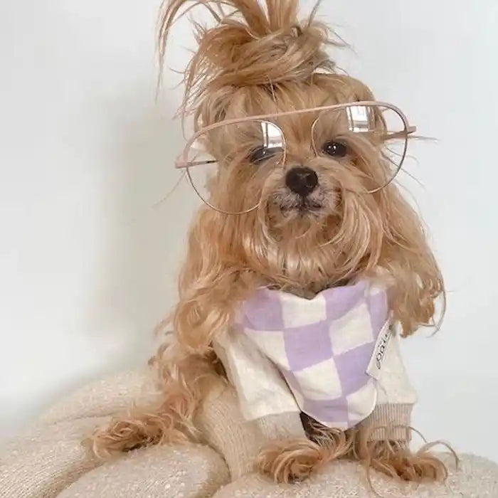 dog wearing glasses and lavender checked pet dog bandana