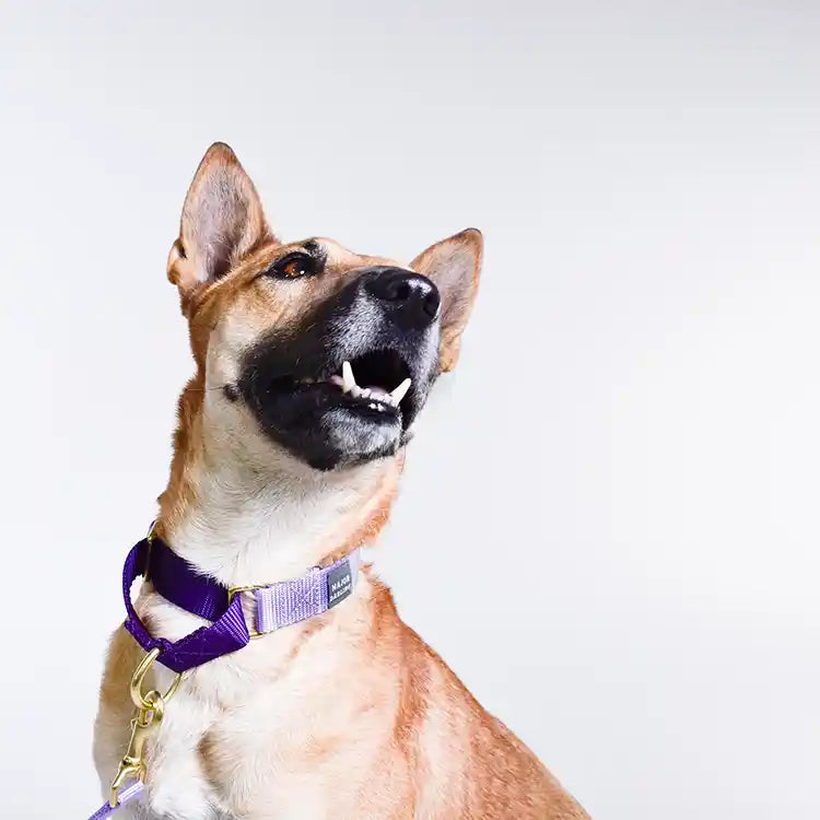 dog wearing lavender martingale collar