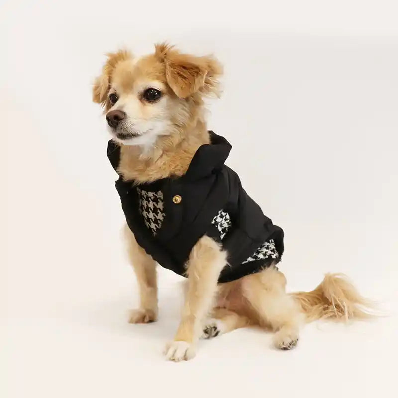 Small dog wearing a black winter puffer coat 