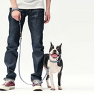 Man holding a boston terrier with a blue collar with a matching blue leash against a white background