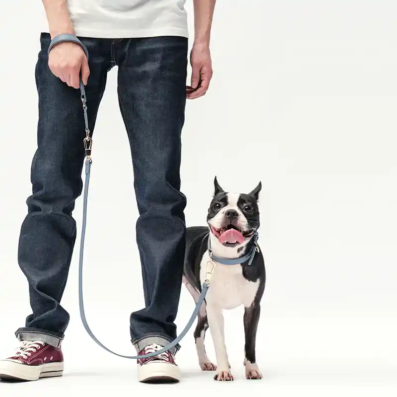 Man holding a boston terrier with a blue collar with a matching blue leash against a white background