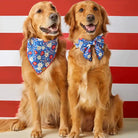 golden modeling liberty garden dog bandana
