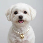 Small white dog wearing a pearl necklace with a gold heart charm on a plain background
