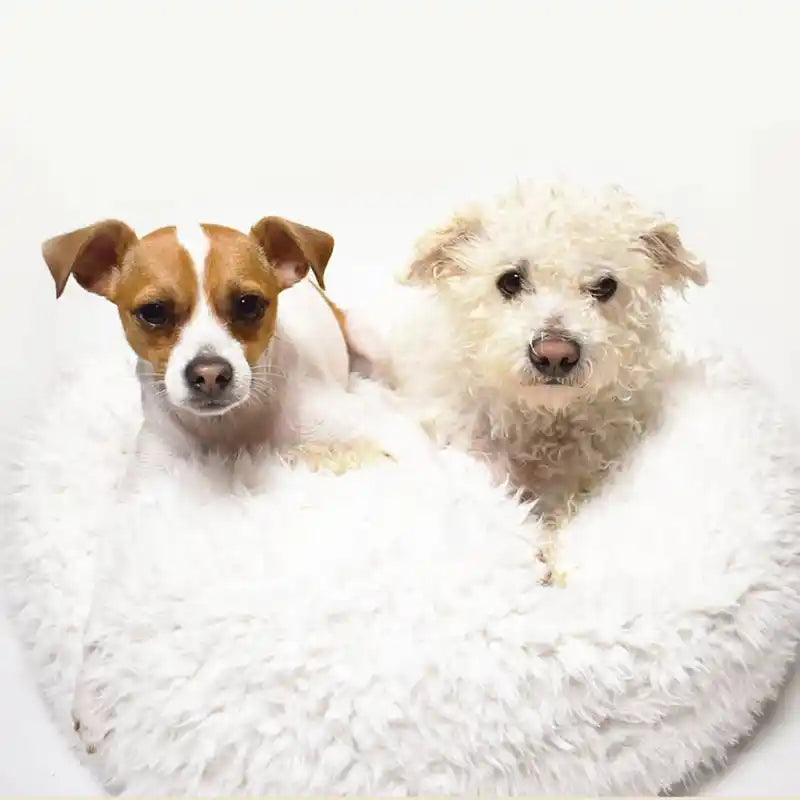 MB Pod Dog Bed with 2 dogs