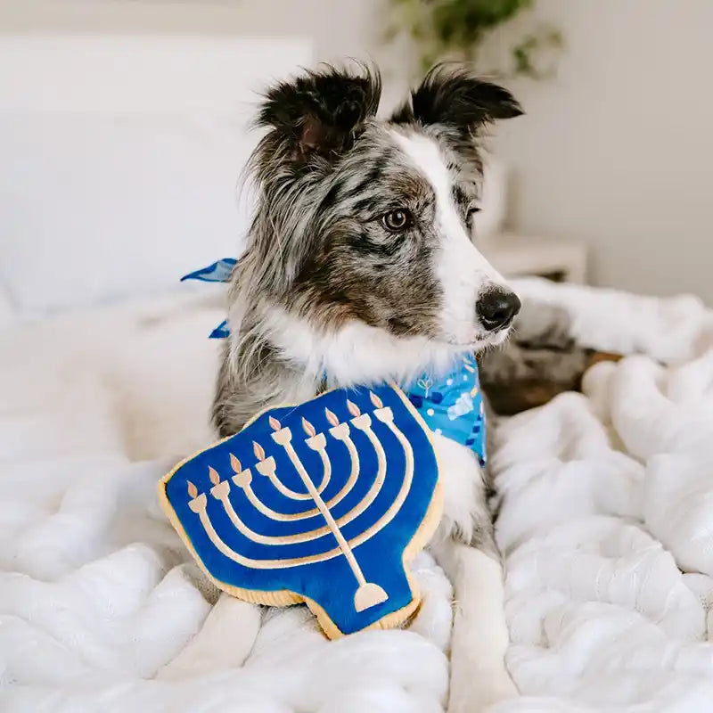 Dog holding a Menorah dog toy on a white blanket
