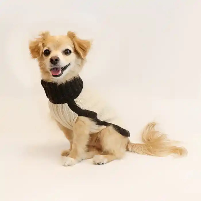 dog modeling color blocked merino wool dog sweater 