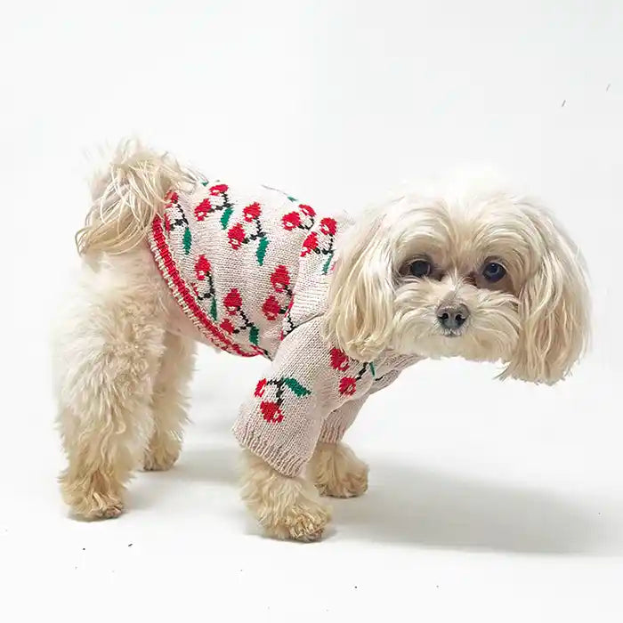 Maltipoo wearing Cherry Delight Dog Sweater