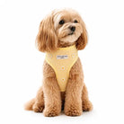 Maltipoo dog wearing a yellow harness adorned with white daisies on a white background