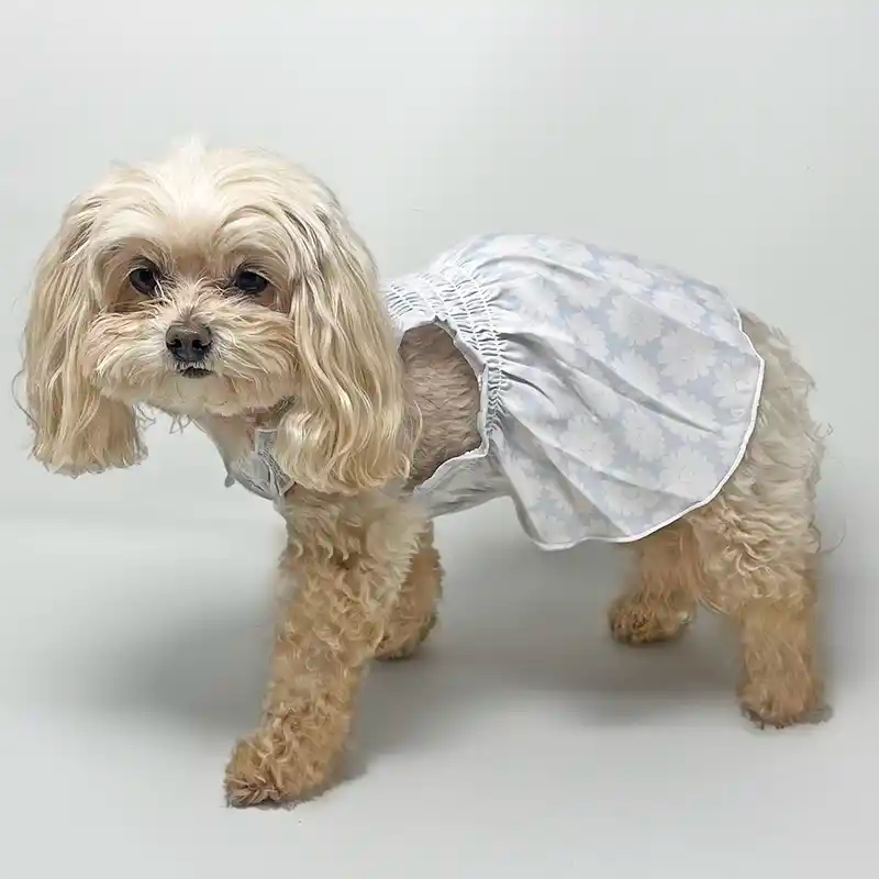 Maltipoo in Blue Daisy Dress