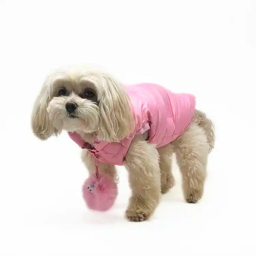 maltipoo wearing Pink Down Puffer Dog Vest