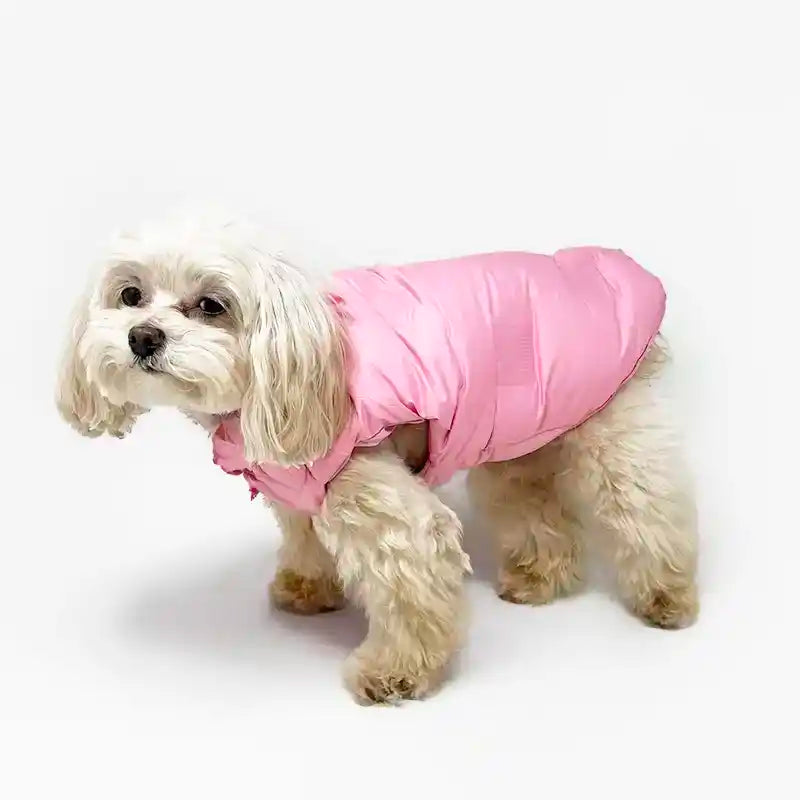 maltipoo wearing Pink Down Puffer 