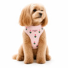 Maltipoo dog wearing a pink harness with floral patterns on a white background
