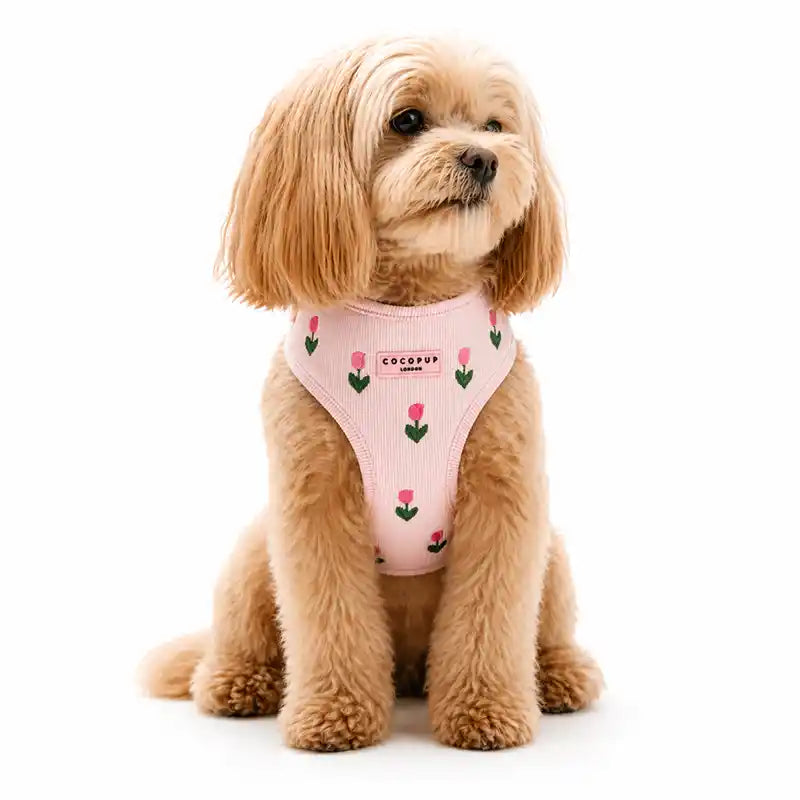 Maltipoo dog wearing a pink harness with floral patterns on a white background