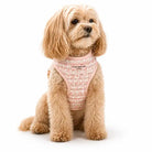 Maltipoo Dog wearing a pink tweed harness with 'CocoPup' branding on a white background