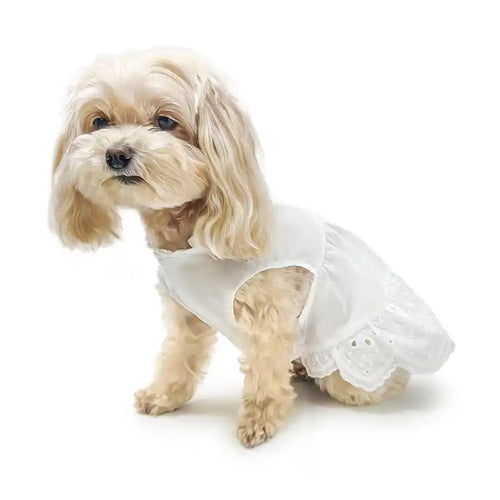 maltipoo wearing white dress