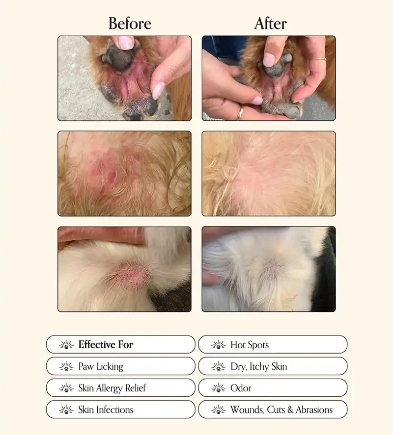 Before and after comparison of a pet's ear and skin conditions with text indicating product effectiveness.