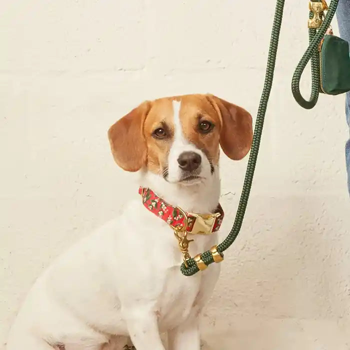 dog wearing mistletoe collar