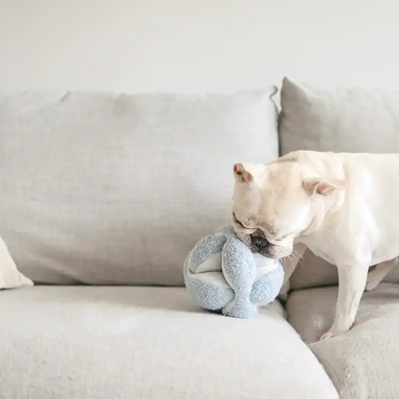 Frenchie playing with light blue monti snuffle toy on a light-colored couch