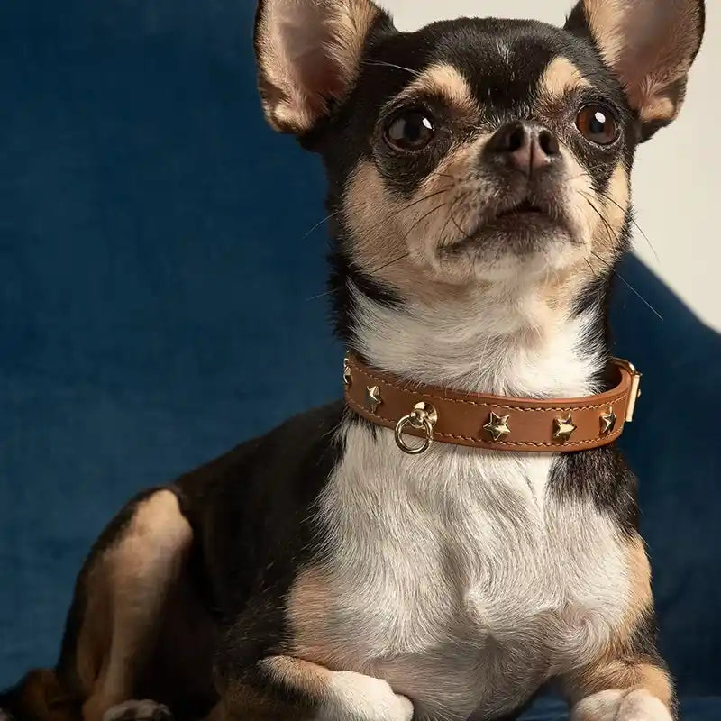 chihuahua wearing camel leather star studded dog collar