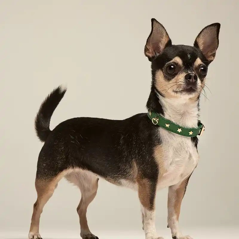 chihuahua wearing green leather star studded dog collar