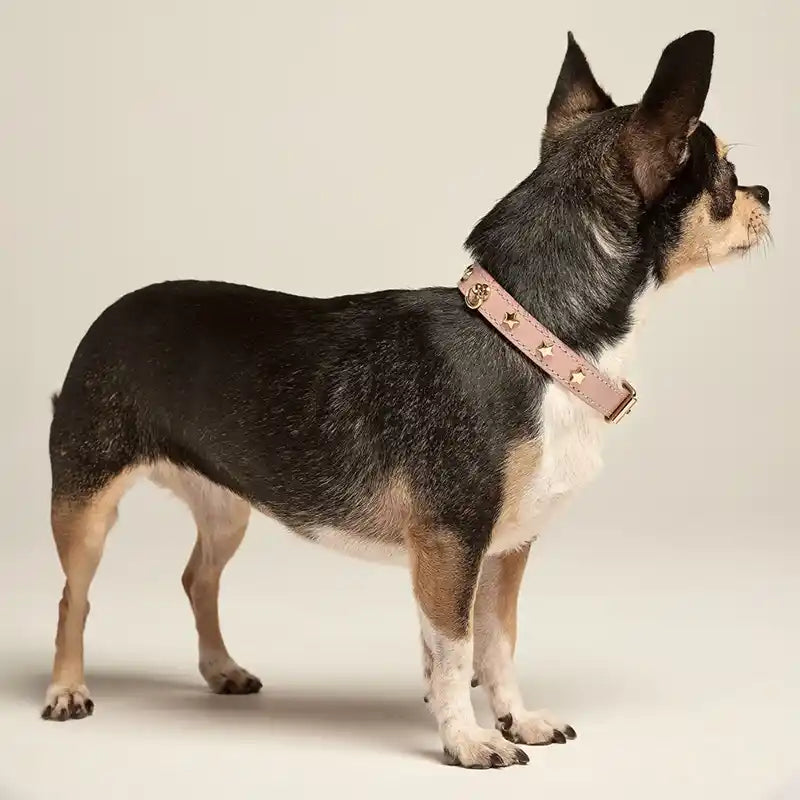 chihuahua wearing pink leather star studded dog collar