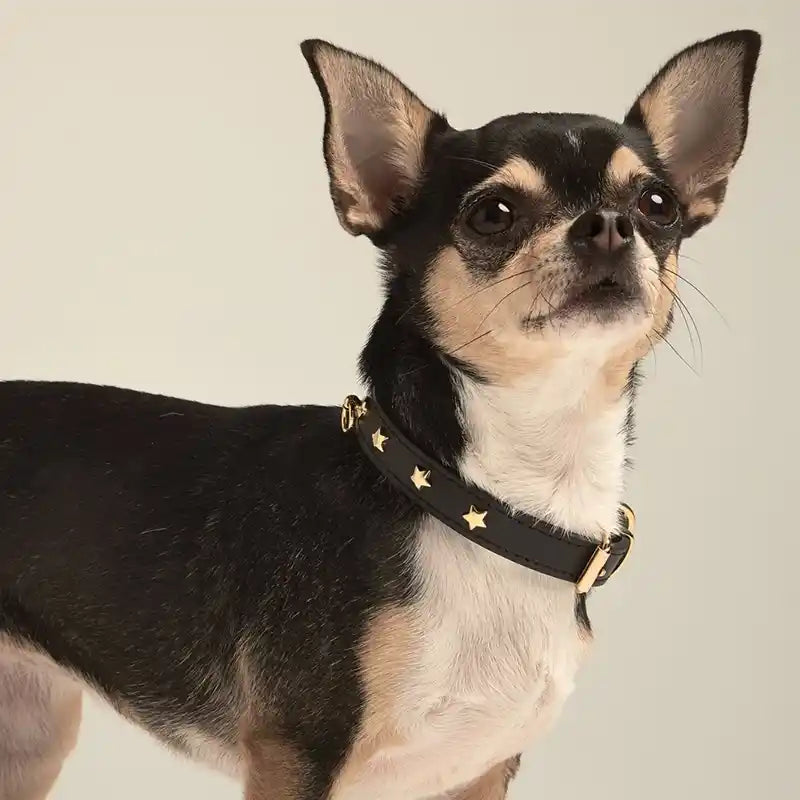 chihuahua wearing black leather star studded dog collar