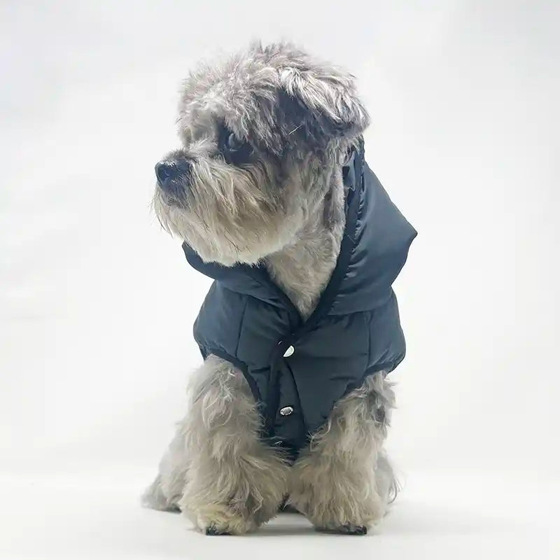 grey dog wearing BOSS padded Vest