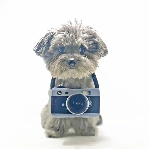 dog wearing camera toy