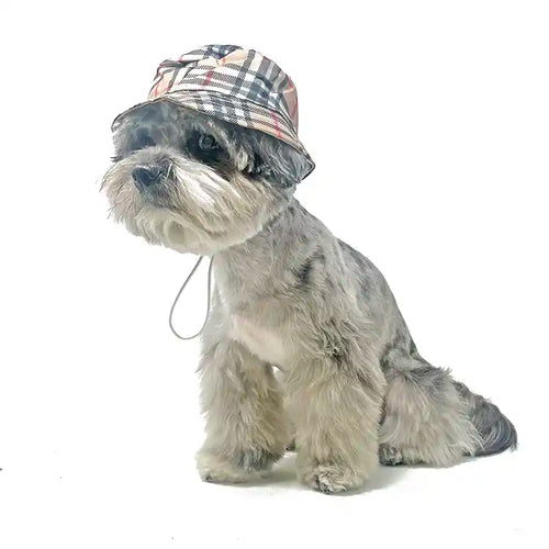dog wearing plaid bucket hat