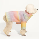 poodle wearing pastel striped ombre dog sweater on a white background