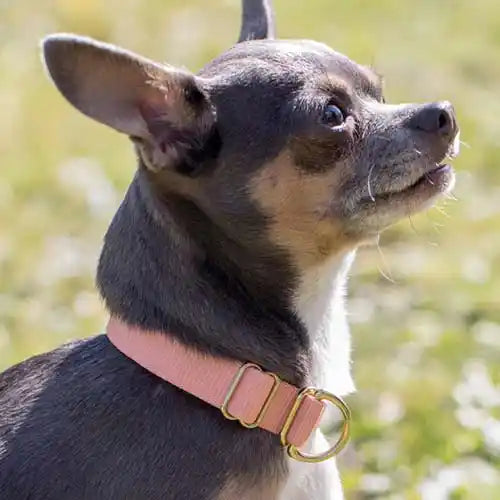 chihuahua wearing awoo peach pack collar