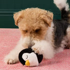 dog playing with penguin ball
