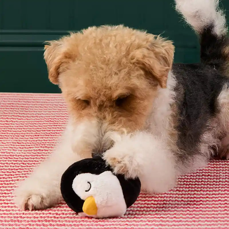 dog playing with penguin ball