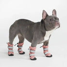 frenchie wearing pink stay on dog winter booties