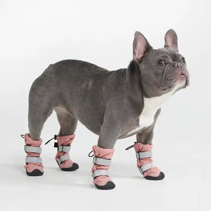 frenchie wearing pink stay on dog winter booties