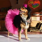 pink party crown styled on dog