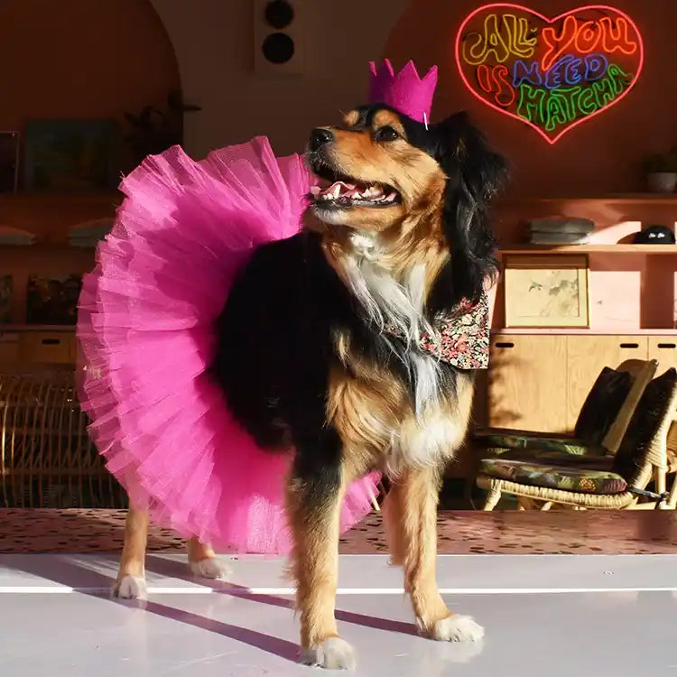 pink party crown styled on dog
