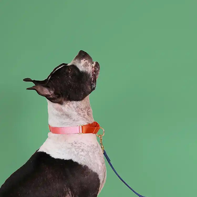 pink martingale collar styled