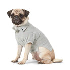pug wearing grey ralph lauren dog polo