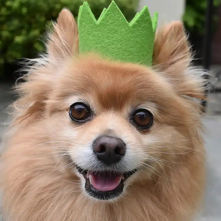 pomeranian wearing green party hat