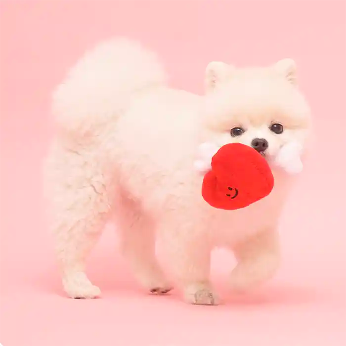 pomeranian holding bone heart dog toy