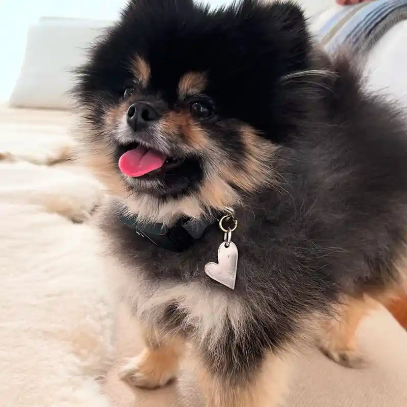 Pomeranian wearing heart id tag